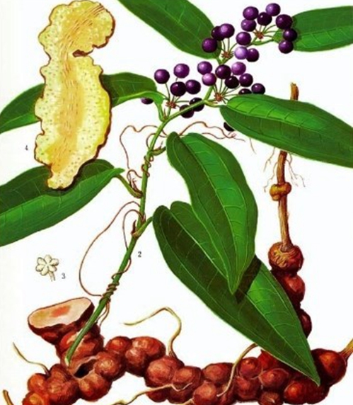 土茯苓.jpg