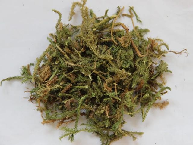 伸筋草.jpg