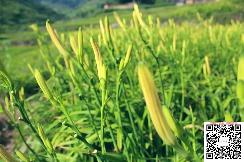 金针菜.jpg