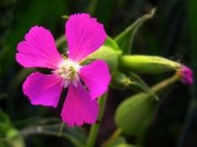 0e2442a7d933c895d82f4ce0d11373f0830200d3麦瓶草.jpg
